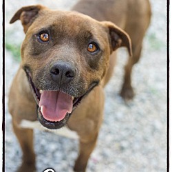 Thumbnail photo of Copper (Reduced adoption fee!! #1