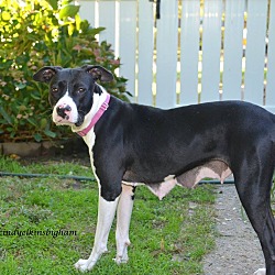 Thumbnail photo of Shay Needs a Foster Home #3