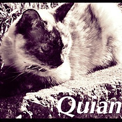 Thumbnail photo of Quiana #2