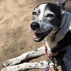 bonded pet photo