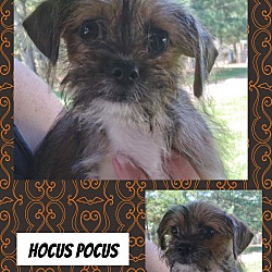 Photo of Hocus Pocus
