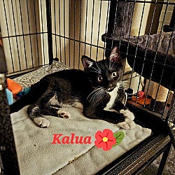 Photo of Kalua
