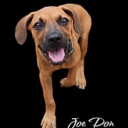 Photo of Joe Don