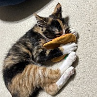 adopt a pet