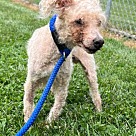 Adopt A Pet :: Ronald - Lancaster, OH