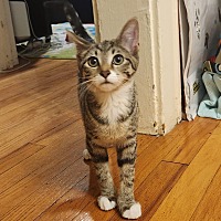 adopt-pet