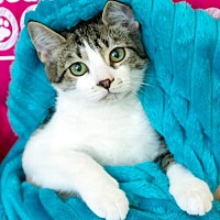 adopt a pet