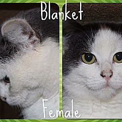 Thumbnail photo of Blanket (adoption fee $150) #3