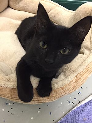 black american bobtail cat