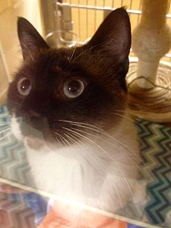 petsmart hurstbourne