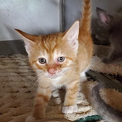 Thumbnail photo of Orange tabby kittens #3