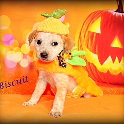 Thumbnail photo of Biscuit~adopted! #4