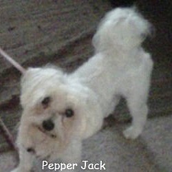 Thumbnail photo of Pepper Jack (FL) #2