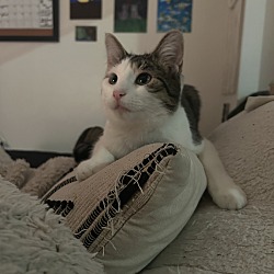 Photo of Birdie 