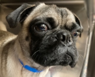 Photo of Frank The Pug