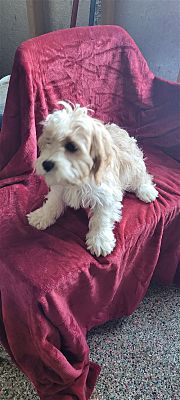 Woodsfield, OH - Cavalier King Charles Spaniel/Bichon Frise. Meet ...