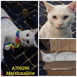 Photo of MARSHMALLOW