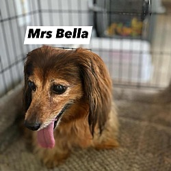 Thumbnail photo of Mrs Bella #1