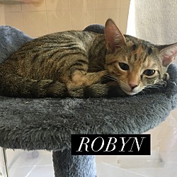 Thumbnail photo of Robin #3