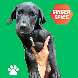 Thumbnail photo of Ginger Spice #2