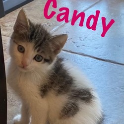 Thumbnail photo of Candy #1