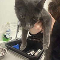 adopt a pet
