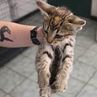 adopt a pet