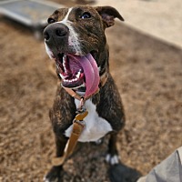 adopt a pet