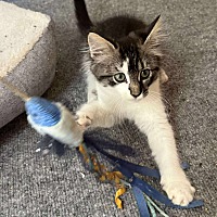 adopt a pet