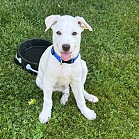 adopt a pet