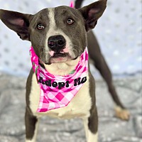 adopt a pet