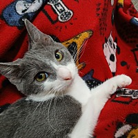 adopt a pet