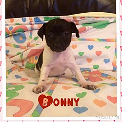 Thumbnail photo of Bonny #1