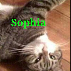 Thumbnail photo of Sophia #1