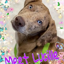 Photo of Lucille