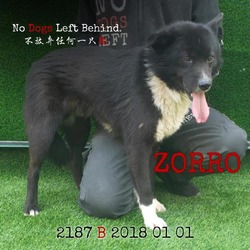 Photo of Zorro 2187/3112