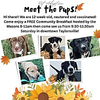 adopt a pet