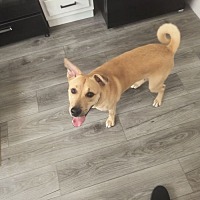 adopt a pet