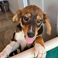 adopt a pet
