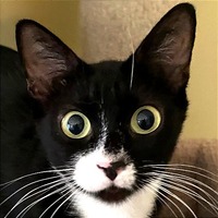 adopt-pet