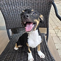 adopt a pet