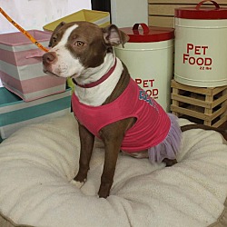 Thumbnail photo of Ruby Sue-Adopted! #4