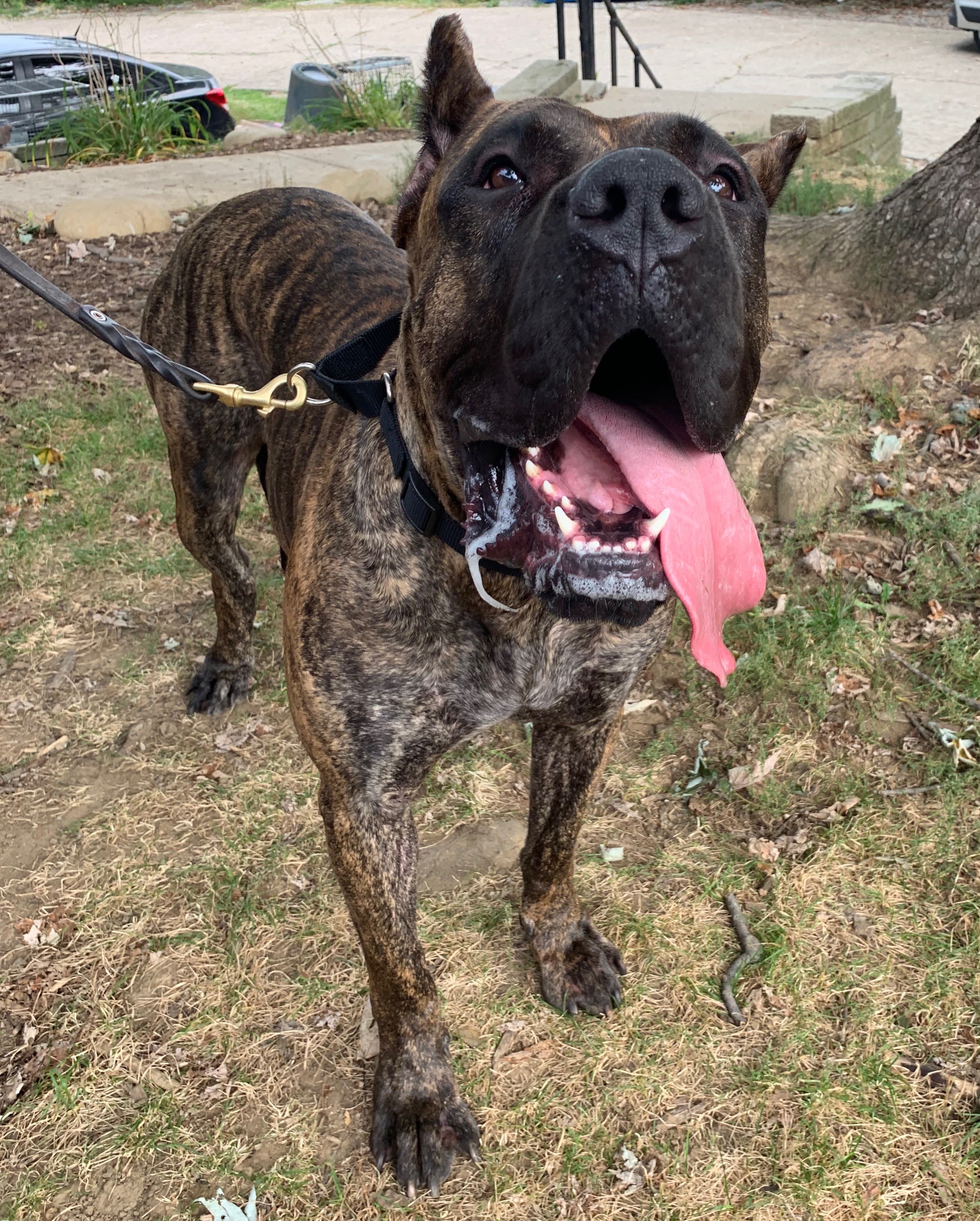 South Park Pa Presa Canario Meet Stella A Pet For Adoption