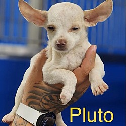 Photo of Pluto