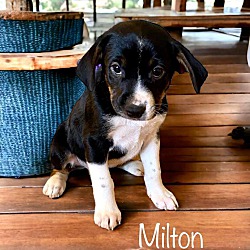 Thumbnail photo of Milton #3