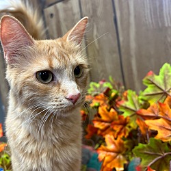Photo of Fall