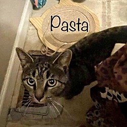 Photo of Pasta