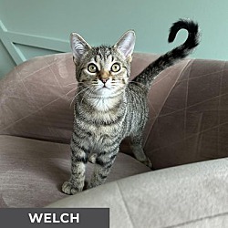 Thumbnail photo of Welch #4