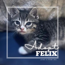 Thumbnail photo of Felix #4