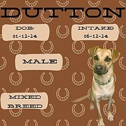 Thumbnail photo of D-Dutton #1